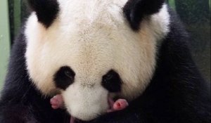 La femelle panda Huan Huan du zoo de Beauval a donné naissance à des jumeaux
