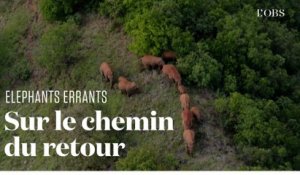 Surveillés par des drones, les éléphants errants de Chine retournent vers leur réserve