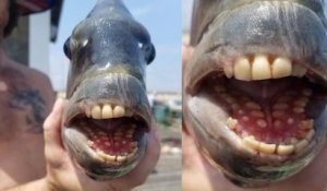 Un poisson avec une incroyable dentition humaine a été pêché, aux États-Unis