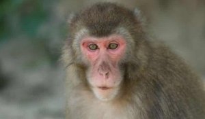 Dans cette réserve naturelle, une femelle macaque a pris la tête d'une « armée » de singes, une première depuis 70 ans
