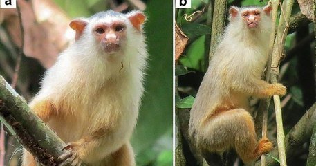 Découverte de trois nouvelles espèces de singes, dont deux déjà menacées  d'extinction