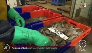 Bretagne : à Quiberon, l’invasion de poulpes inquiète