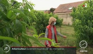 Loiret : les récoltes des arboriculteurs réduites à néant