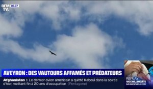 Dans l'Aveyron, des éleveurs accusent les vautours de s'attaquer à des bêtes vivantes