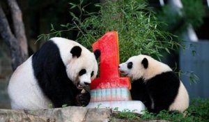 Au zoo de Washington, le bébé panda Xiao Qi Ji a reçu un gros gâteau pour son premier anniversaire