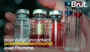 L'importance du sang de limule pour la médecine