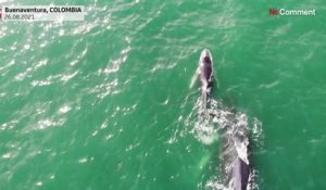 Des baleines à bosse filmées près de la côte colombienne où elles convergent pour s'accoupler