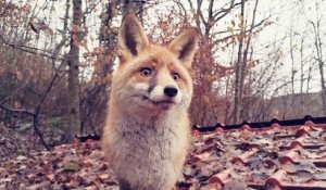 Haut-Rhin : l'Arche de Cerise accueille des renards sauvés de l'euthanasie