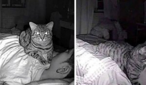Victime de troubles du sommeil, il découvre que son chat manque de l'étouffer quand il dort