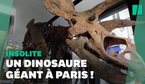 "Big John", le plus grand de tricératops au monde, est arrivé à Paris