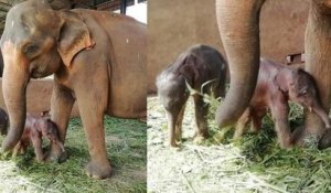 Naissance rarissime d'éléphanteaux jumeaux en captivité au Sri Lanka, une première depuis 1941