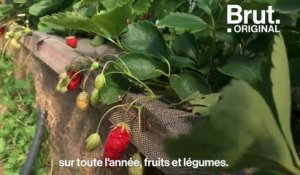 Bienvenue chez Mûre, le restaurant parisien doté de sa propre ferme