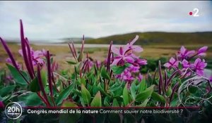 Marseille : un Congrès mondial de la nature pour la préservation de la biodiversité