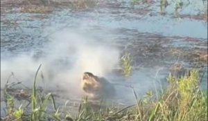 États-Unis : un alligator mange un drone qui volait près de lui et crache de la fumée