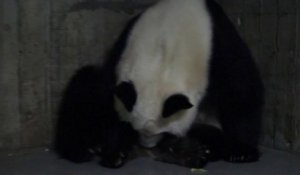 Deux bébés pandas géants jumeaux naissent au zoo de Madrid