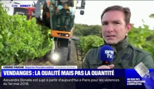 Les viticulteurs peinent à trouver de la main d'œuvre française pour les vendanges