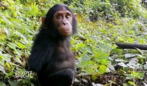 Quand Naseka, un jeune chimpanzé orphelin rescapé des braconniers, découvre la liberté