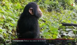 Animaux : à la découverte de chimpanzés en milieu naturel