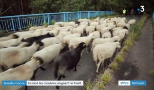 Transhumance : en Ile-de-France, les brebis soignent les champs et forêts