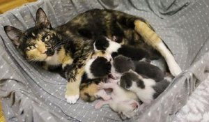 Une chatte errante enceinte, qui a vécu dehors toute sa vie, donne naissance à huit chatons et trouve enfin un foyer