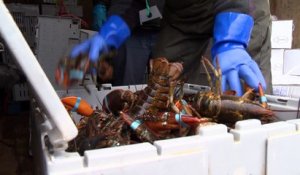 Une pêche au homard record en Gaspésie