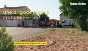 Dans l'Hérault, des chiens renifleurs détectent les fuites d'eau
