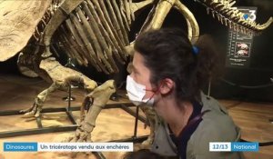 Dinosaures : une mise aux enchères exceptionnelle pour "Big John", le tricératops