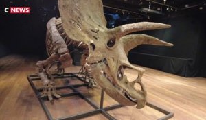 «Big John», le plus grand tricératops connu, a été adjugé 6,6 millions d'euros ce jeudi