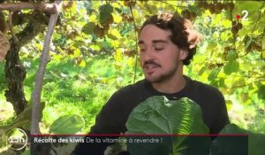 Kiwi : un fruit précieux et fragile, implanté en France depuis les années 70