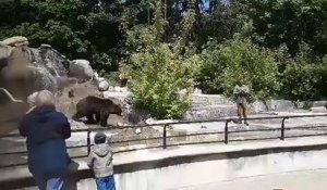 Un homme saoul entre dans l'enclos d'un ours dans un zoo