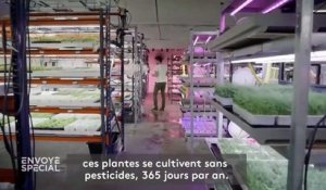 En 2050, fini les quatre saisons… que va-t-on manger ?