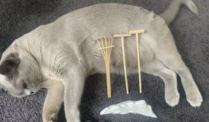 En Australie, une femme transforme son chat en jardin zen miniature