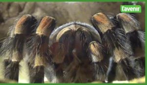 Les araignées et arachnides envahissent le musée d'Histoire naturelle de Tournai