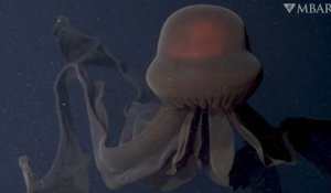 Une impressionnante méduse géante a été filmée lors d'une exploration sous-marine en Californie
