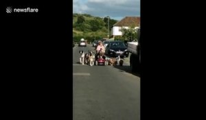 Une femme sur un fauteuil électrique promène ses 13 chiens
