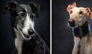 Cette série de photos rend hommage aux chiens de chasse abandonnés en Espagne