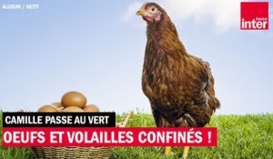 Pourquoi les œufs et volailles "plein air" ne le sont pas vraiment en ce moment