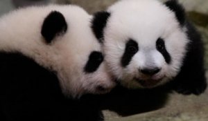 Regardez la première sortie des jumelles panda du zoo de Beauval