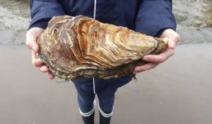 Une huître géante de 2,22 kg découverte dans le Finistère