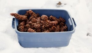 Québec : ces vendangeurs récoltent du raisin par -12°C pour en faire du vin de glace