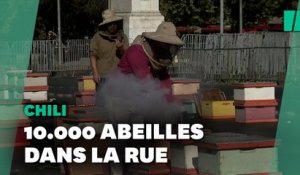 Au Chili, ces apiculteurs font manifester leurs abeilles dans la rue