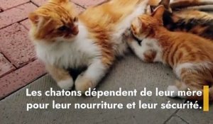 Quelle est l'explication au chat qui vous suit de partout ?