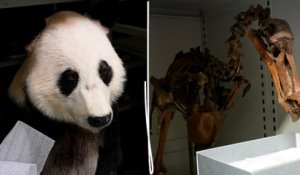 Découvrez les trésors cachés de la réserve souterraine du Muséum d’histoire naturelle