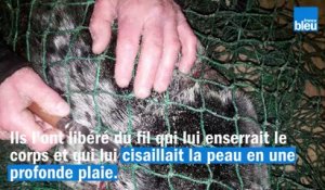 Landes : mobilisation à Capbreton pour sauver un phoque pris dans un filet de pêche