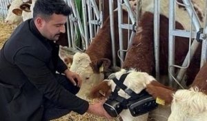 Des lunettes de réalité virtuelle pour les vaches, l'idée étonnante d'un fermier turc pour augmenter la productivité