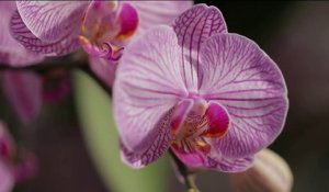 Orchidées - Les astuces clés