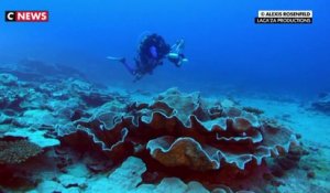 Tahiti : Un récif de coraux exceptionnel a été découvert (Vidéo)