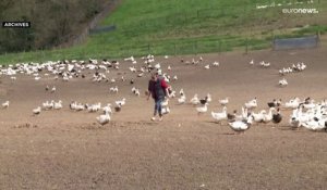 La France entend faire abattre plus d'un million de volailles pour endiguer la grippe aviaire