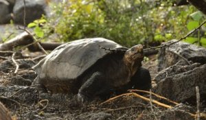 La tortue géante des Galápagos, que l'on croyait disparue, ne serait finalement pas éteinte
