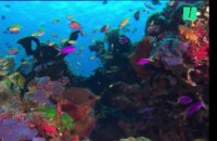 Protection de la Grande barrière de corail : "Un pansement sur une plaie artérielle"